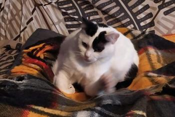 Lily Bild von Lily