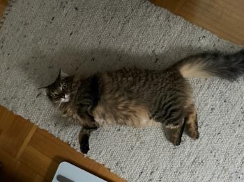 Fynn Bild von Fynn