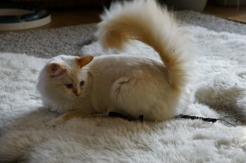 Runa Bild von Runa