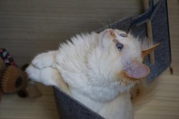 Runa Bild von Runa