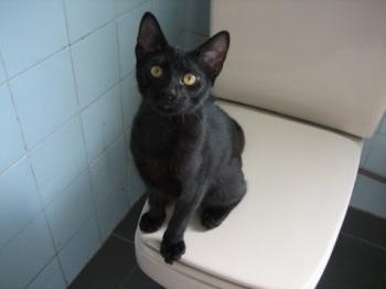 Toto Bild von Toto