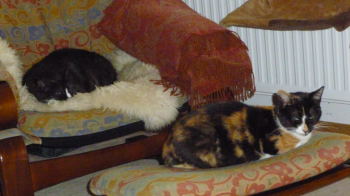Petula Bild von Petula