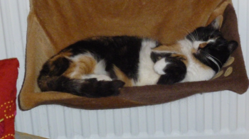 Petula Bild von Petula