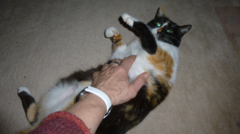Petula Bild von Petula