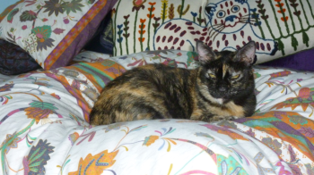 Rosalind Bild von Rosalind