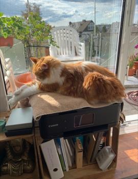 Cheddar Bild von Cheddar