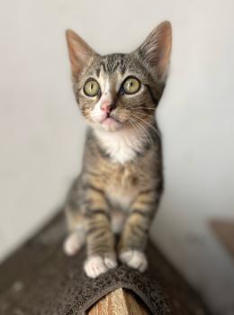 Miau Bild von Miau
