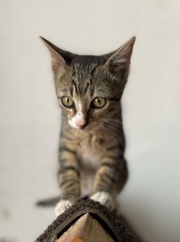 Miau Bild von Miau