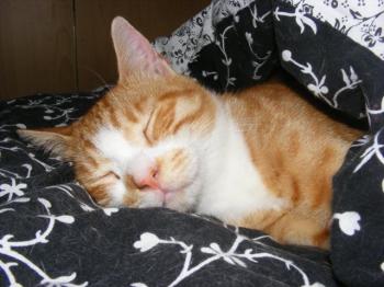 Riechie Bild von Richie