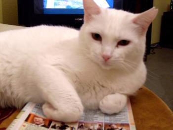 Blanca Bild von Blanca