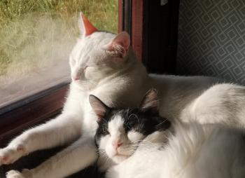 Copito Bild von Copito