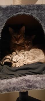 Filou Bild von Filou