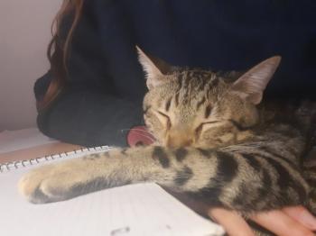 Filou Bild von Filou