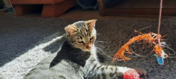 Filou Bild von Filou