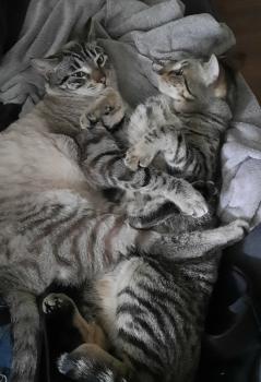 Filou Bild von Filou