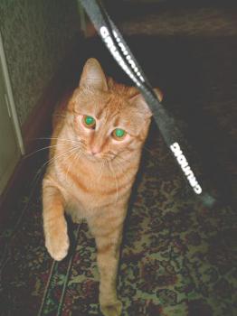 Felina Bild von Ingrid