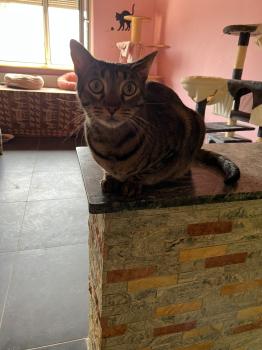 Lazlo Bild von Lazlo