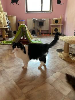 Layla Bild von Layla