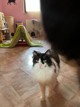 Layla Bild von Layla