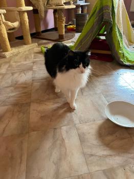 Layla Bild von Layla