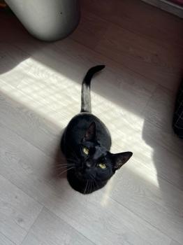 Felisa Bild von Felisa