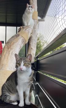 Aria Bild von Aria