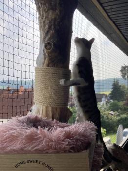 Aria Bild von Aria