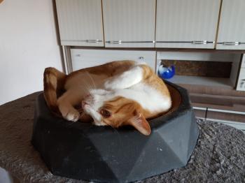 Kiyoshi Bild von Kiyoshi