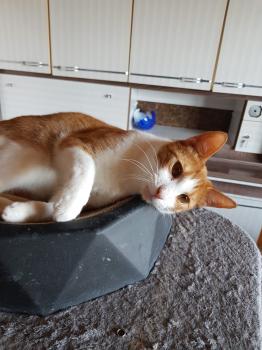 Kiyoshi Bild von Kiyoshi