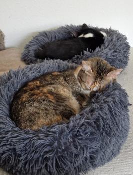 Roxana Bild von Roxana