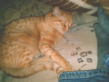 Felina Bild von Ingrid