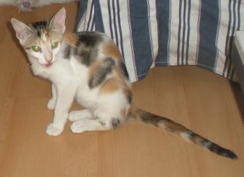Mary Bild von Mary