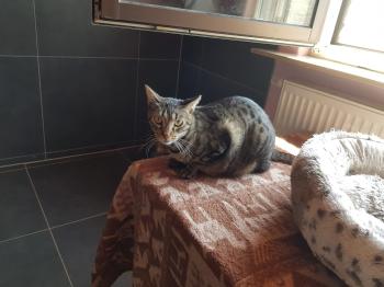 Lazlo Bild von Lazlo
