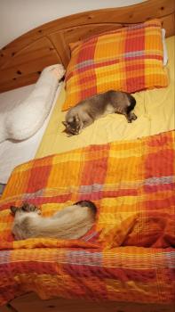 Pancho Bild von Pancho