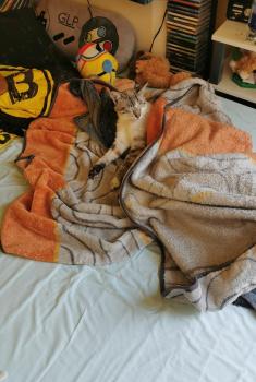 Pancho Bild von Pancho
