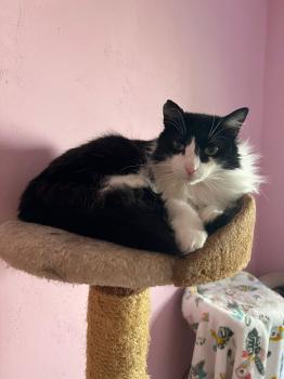 Layla Bild von Layla