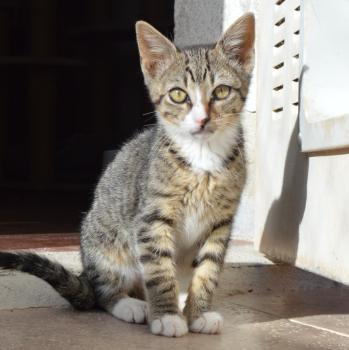 Miau Bild von Miau