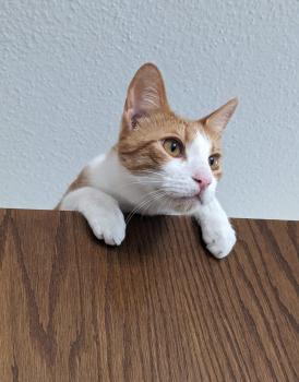 Kiyoshi Bild von Kiyoshi