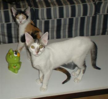 Henry Bild von Henry
