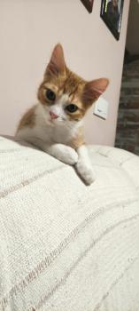 Tazz Bild von Tazz