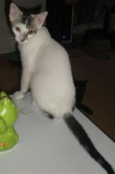 Henry Bild von Henry
