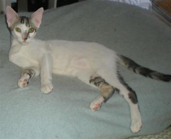 Henry Bild von Henry
