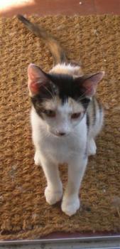 Picasa Bild von Picasa