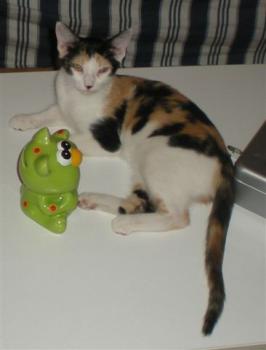 Picasa Bild von Picasa