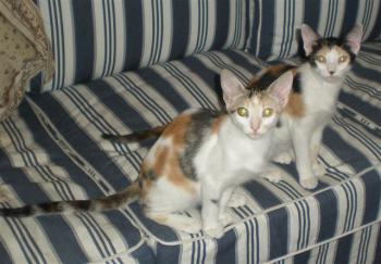 Picasa Bild von Picasa