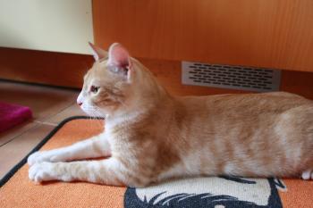 Archie Bild von Archie