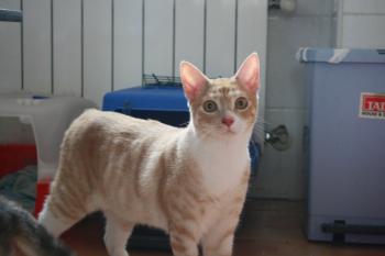 Archie Bild von Archie