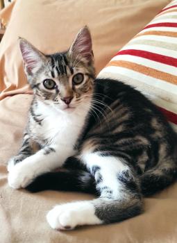 Tomillo Bild von Tomillo