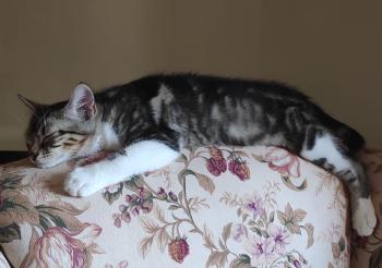 Tomillo Bild von Tomillo