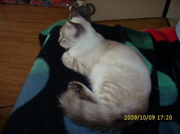 Bild von Sammy